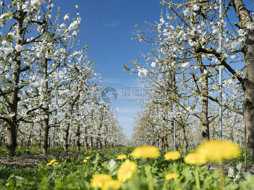 在阳光明媚的春日在靠近utrech的内地有开阔樱桃树杜查果园图片