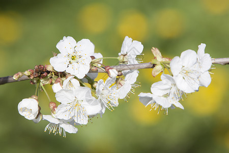春天在荷兰的奥特勒支附近果园关闭樱花高清图片