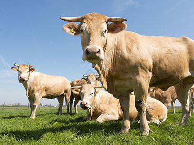 青蓝天空下草地的黄金色d养牛高清图片