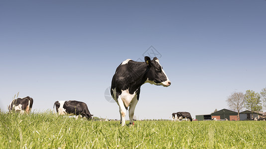 在阳光明媚的春天绿草地上白黑荷尔斯坦牛群阳光明媚的春日背景图片