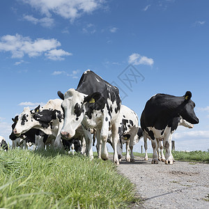 奶牛牛群肖像图片