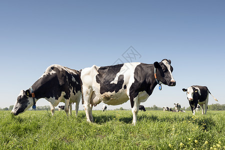 邦特在阴原的阳光明媚夏日杜查草地的奶牛背景