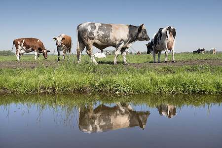茨瓦特邦特和牛在荷兰草地阳光明媚的夏日背景