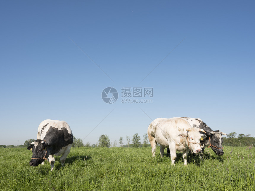 三头奶牛在青沙春草地的蓝天空下在莱尔达姆和乌勒支之间的河内草原上图片