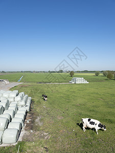 朱伊德霍兰省蓝天下有奶牛和青草以塑胶卷状的奶牛和草图片