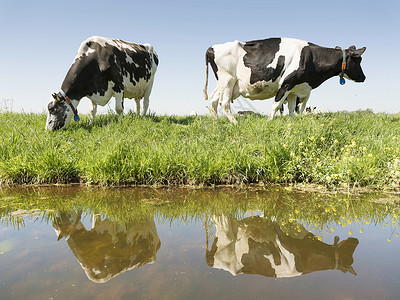在河边吃草的奶牛图片
