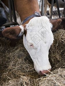 奶牛食干草的肖像图片