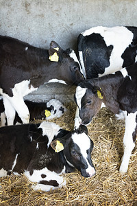 在农场谷仓里带标签的牛图片