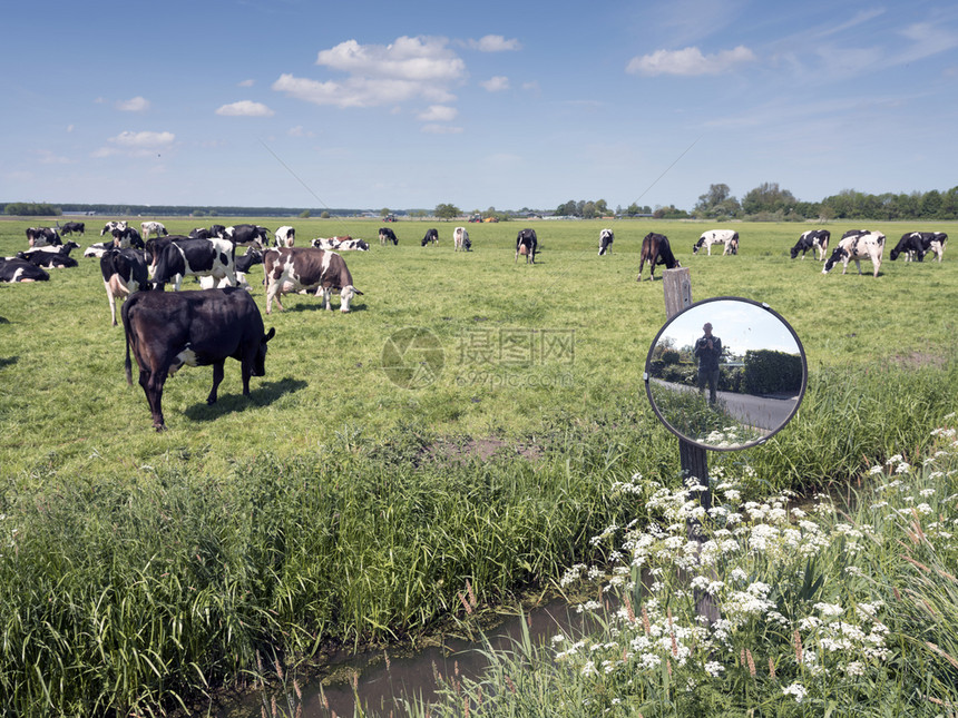 广阔草地上的奶牛图片