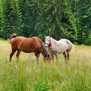 在森林草原上放牧的马儿图片