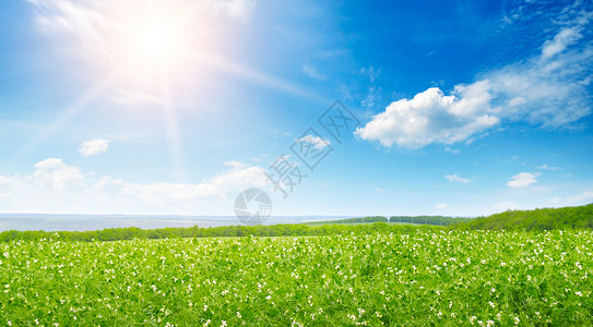 青豆田和蓝天的日出春季农业景色整个照片图片