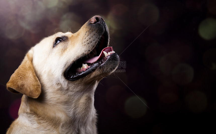 拉布多检索犬彩饱和概念图片