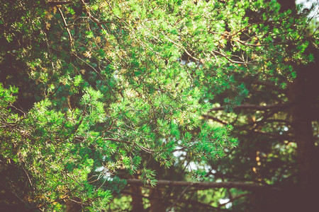 夏末清晨的松林过滤背景图片
