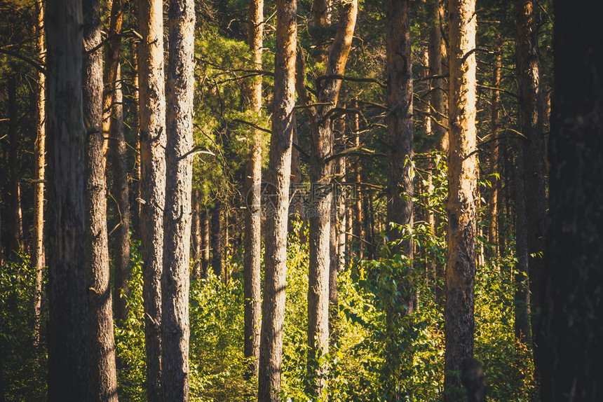 夏末清晨森林里的松树被过滤的背景图片