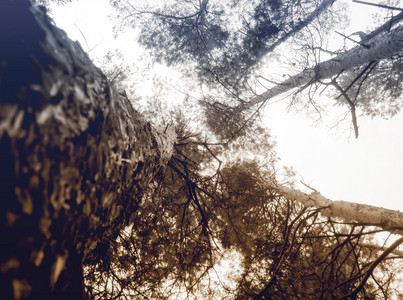 森林中高拔的松树底观图片