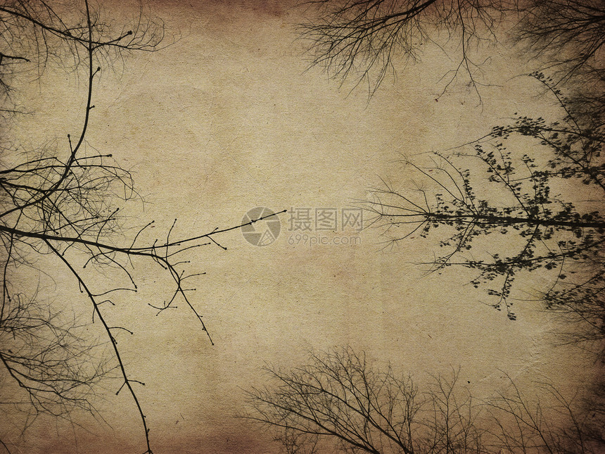 赤裸的树光露影挂在石灰纸背景上图片