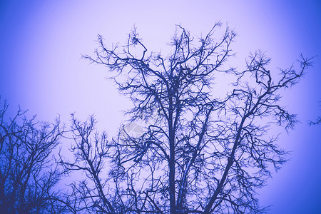 光秃秃冬树的阴暗枝在城市公园里没有叶子被过滤背景