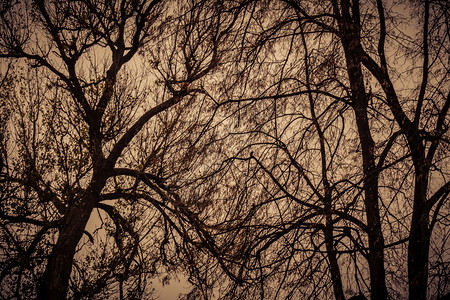 冬天的树枝背景图片