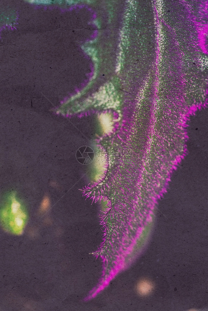家用植物装饰叶纸质纹理和颜色编辑的近距离照片图片