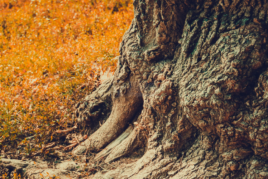 古老的恐怖树在秋天初干变形古老的效应图片