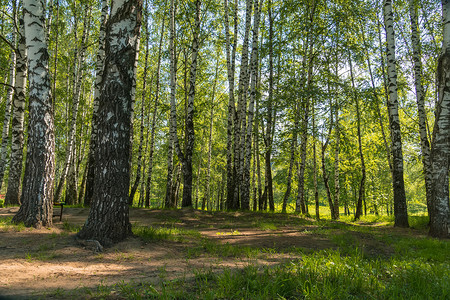 树林和灌木丛的绿叶城市公园的夏天图片