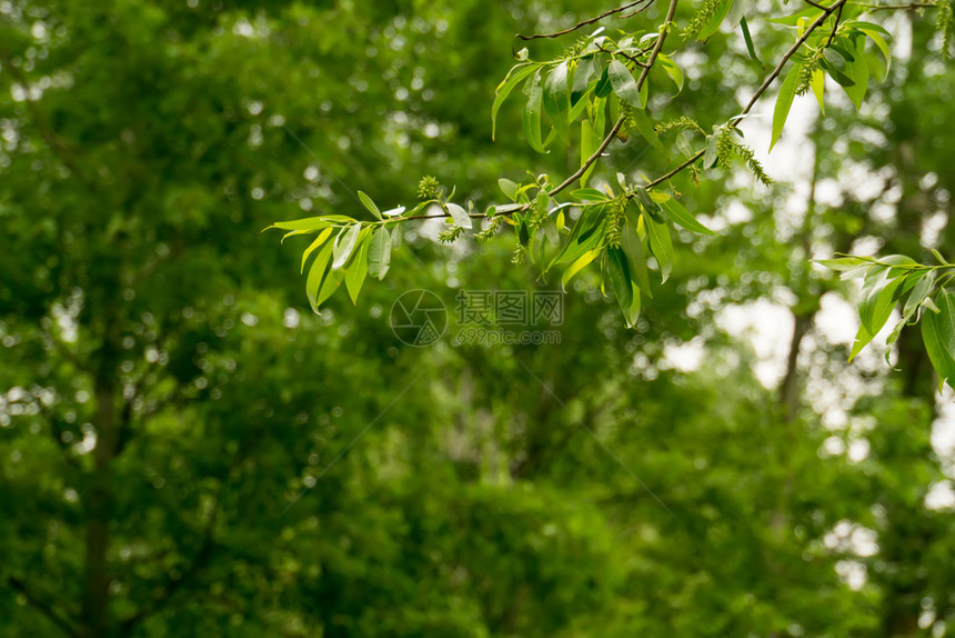 公园自然风景图片