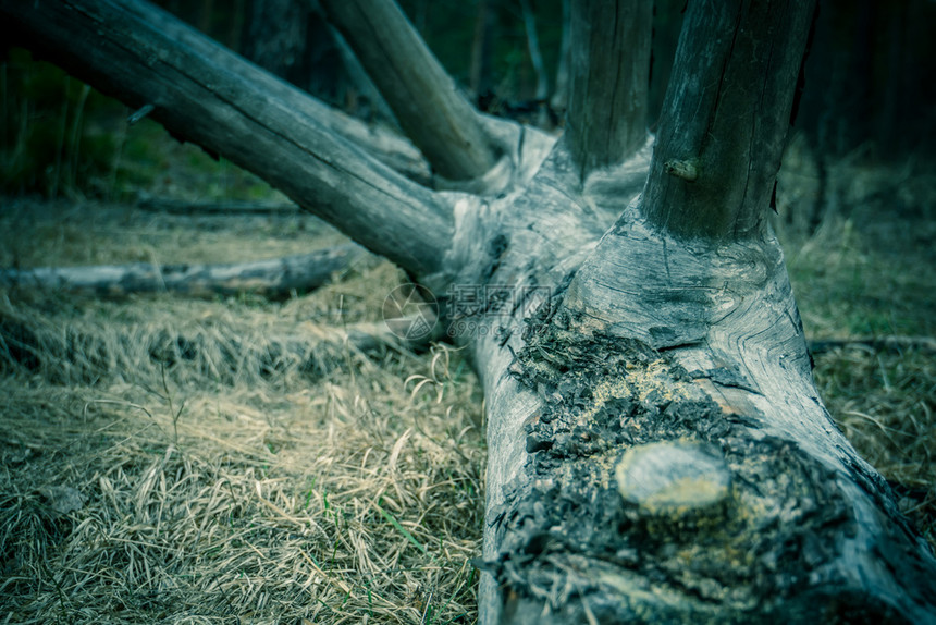 森林中被破坏的树木毛骨悚然大枝过滤背景图片