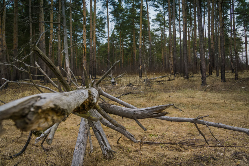 森林里断裂的树枝毛骨悚然大树枝图片