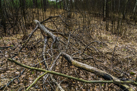 森林里断裂的树枝毛骨悚然大树枝背景图片