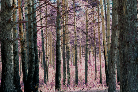 清晨的光线在松林超真实的颜色照片编辑图片