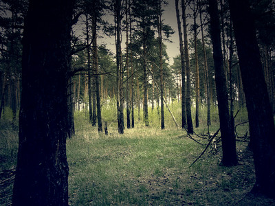 春天莫斯科地区的松树林古老光效果图片