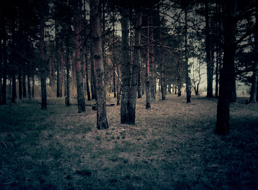 傍晚的松树林景象图片