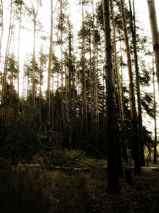 光线暗淡的松树林图片