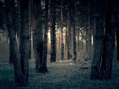 光线暗淡的松树林图片