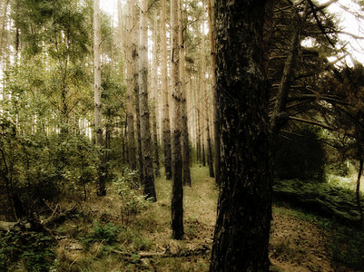 松树林的景象图片