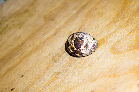 木桌上单独的一颗鹌鹑蛋背景图片