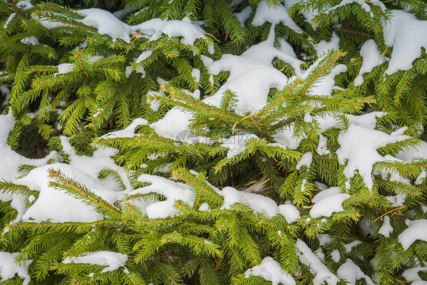 绿树枝上布满雪图片