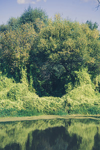 森林里的绿叶藤背景图片