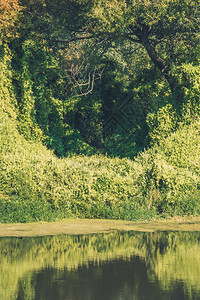 森林里的绿叶藤背景图片