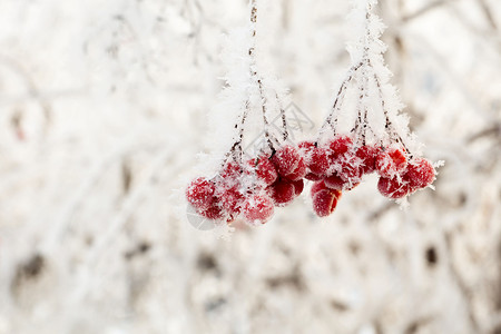 带霜的树带冰晶的红山莓背景