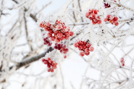 带霜的树带冰晶的红山莓冬天早上的冰霜背景
