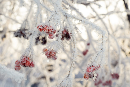 带霜的树带冰晶的红山莓冬天早上的冰霜背景