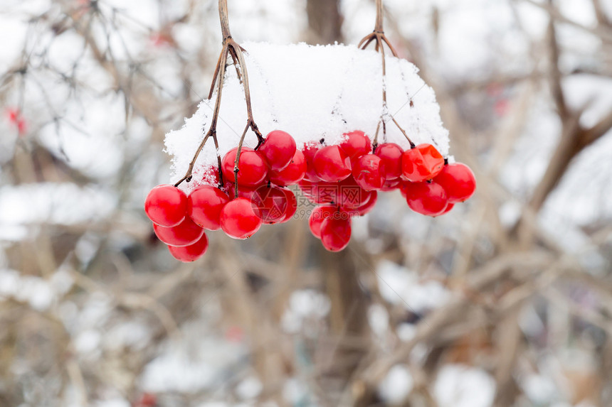 红排山灰浆鲜雪冬季背景图片