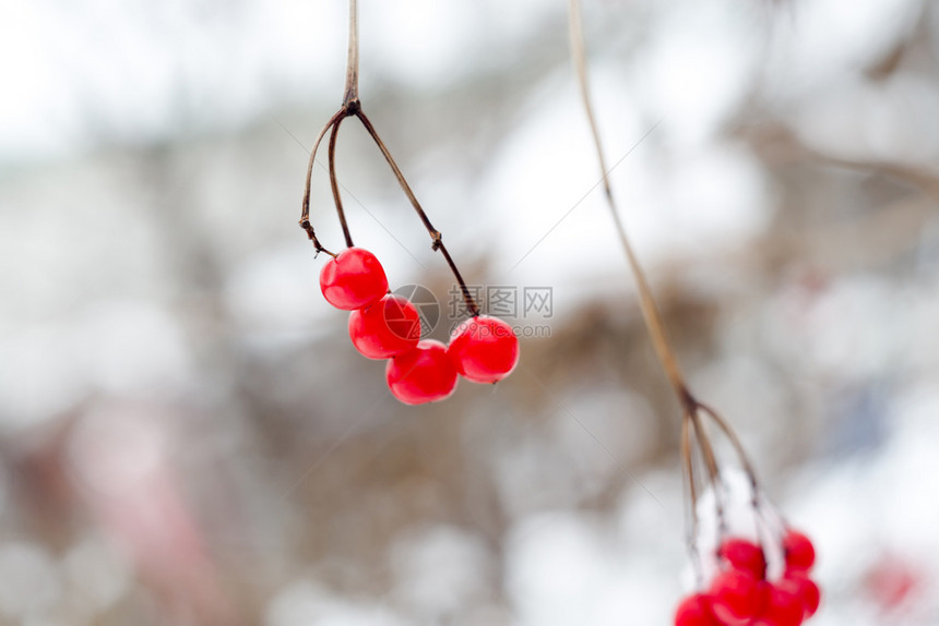 红排山灰浆鲜雪冬季背景图片