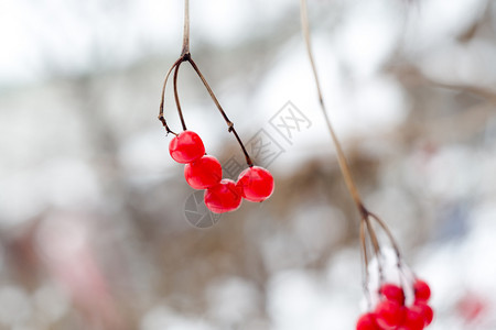 红排山灰浆鲜雪冬季背景图片