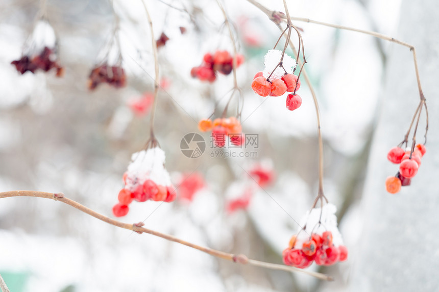 红排山灰浆鲜雪冬季背景图片