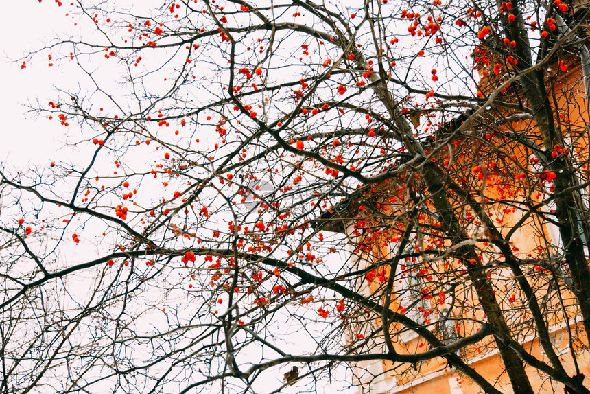 房屋旁树枝上的红莓图片