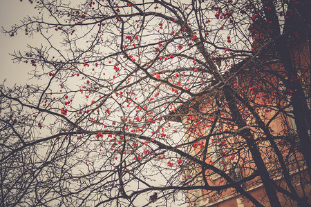 房屋旁树枝上的红莓背景图片