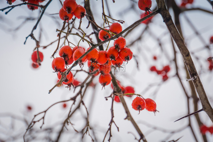 冬天树枝上的红莓图片