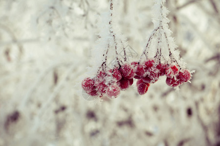 冬天带冰晶的红线浆果背景图片